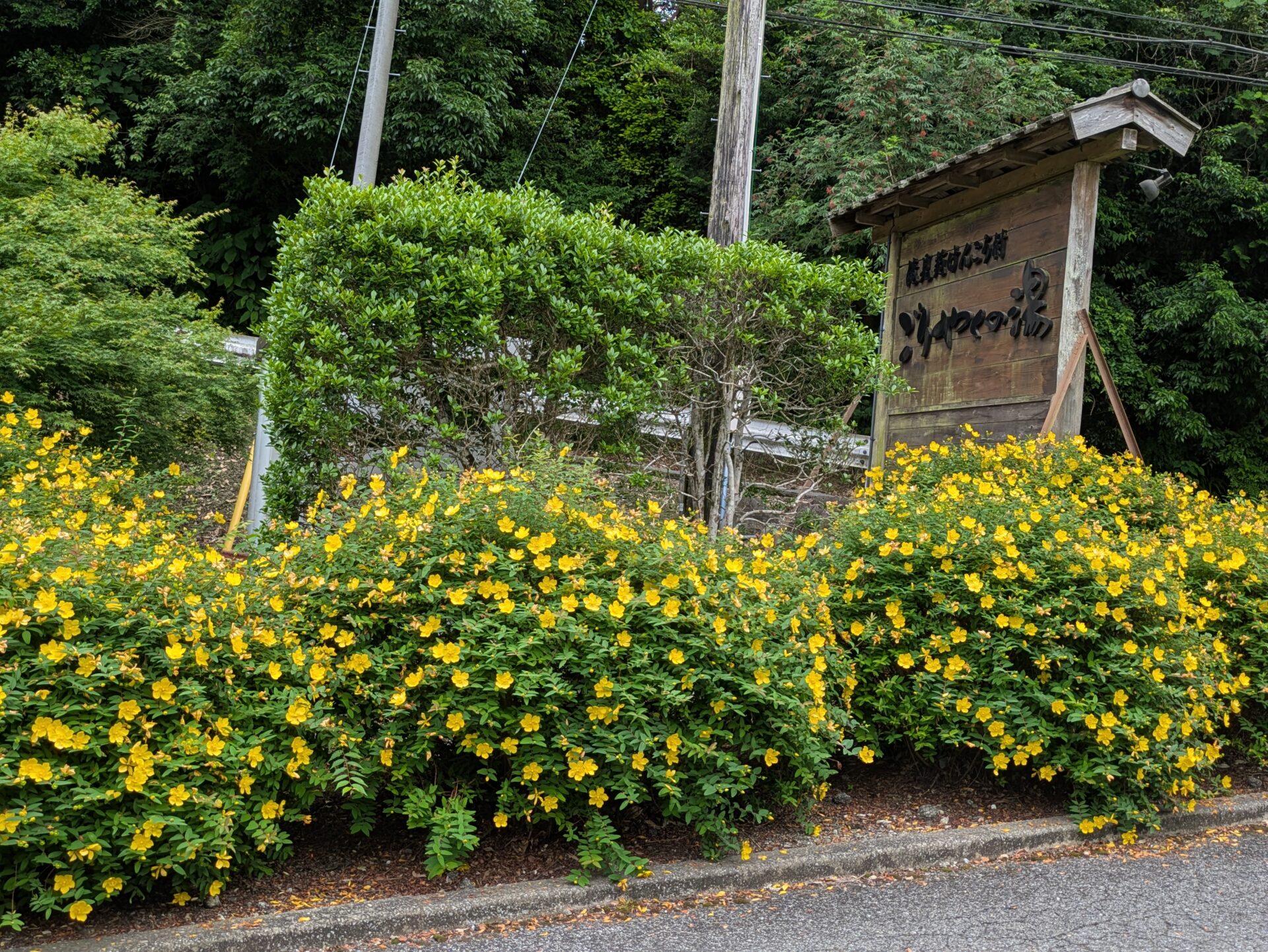 ごりやくの湯入口のキンシバイ